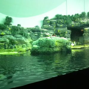 Aquarium 2010 - Penguins