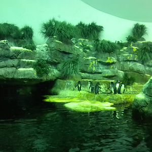 Aquarium 2010 - Penguins