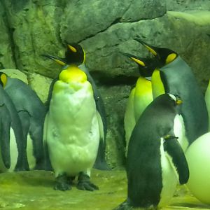 Aquarium 2010 - Penguins