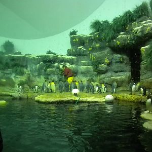 Aquarium 2010 - Penguins