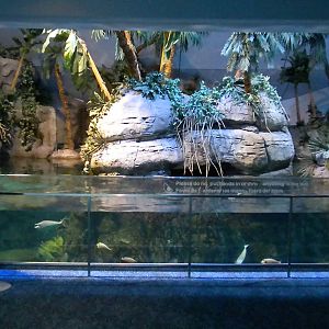 Aquarium 2010 - Carribean reef