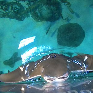 Aquarium 2010 - Cownose Ray
