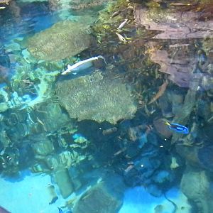 Aquarium 2010 - Carribean reef