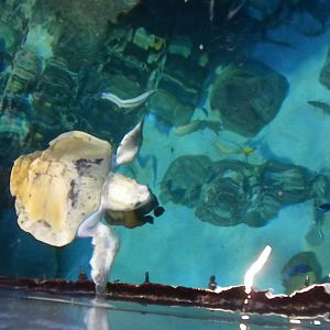 Aquarium 2010 - Carribean reef