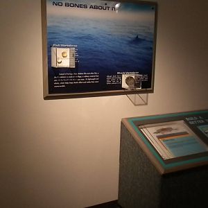 Aquarium 2010 - Temporary shark exhibit