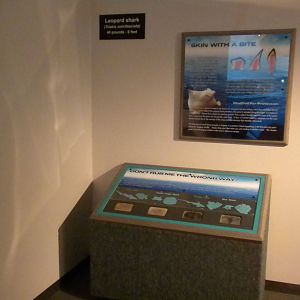Aquarium 2010 - Temporary shark exhibit
