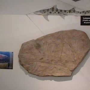 Aquarium 2010 - Temporary shark exhibit