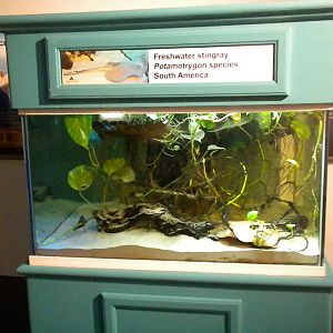 Aquarium 2010 - Temporary shark exhibit