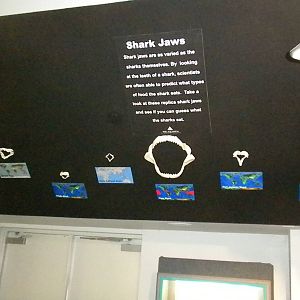 Aquarium 2010 - Temporary shark exhibit