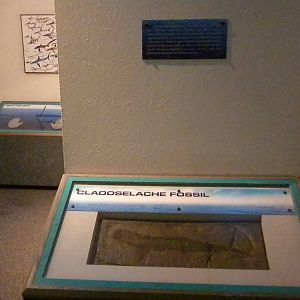 Aquarium 2010 - Temporary shark exhibit