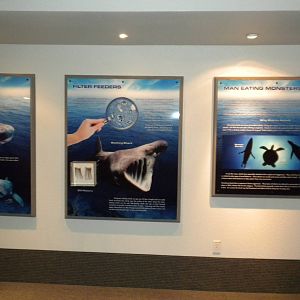 Aquarium 2010 - Temporary shark exhibit