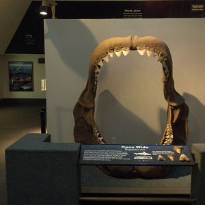 Aquarium 2010 - Temporary shark exhibit