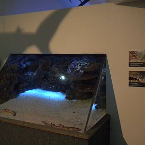 Aquarium 2010 - Temporary shark exhibit