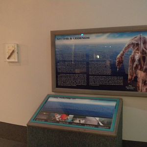 Aquarium 2010 - Temporary shark exhibit