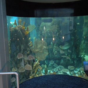 Aquarium 2010