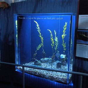 Aquarium 2010