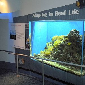 Aquarium 2010