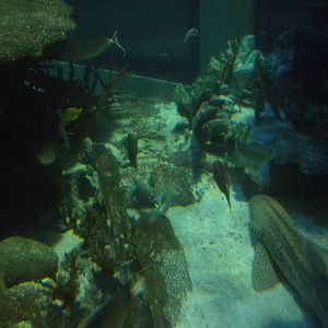 Aquarium 2010