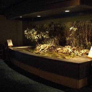 Aquarium 2010 - mangrove
