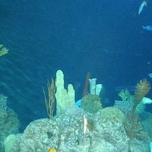 Aquarium 2010 - shark reef