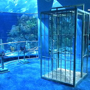 Aquarium 2010 - shark reef