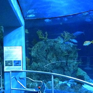 Aquarium 2010 - shark reef
