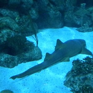 Aquarium 2010 - shark reef