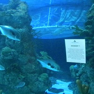 Aquarium 2010 - shark reef