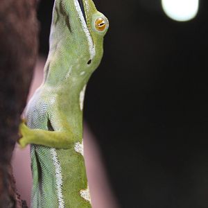 Northland green gecko (Naultinus grayii) at Auckland Museum