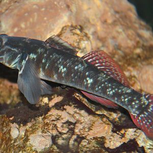 red-finned bully (Gobiomorphus huttoni) at Auckland Museum