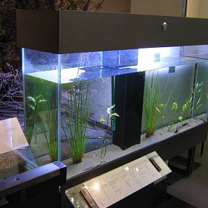 tank for water boatmen at Auckland Museum