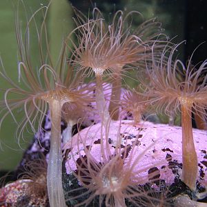 anemones at Auckland Museum