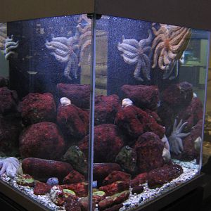 starfish tank at Auckland Museum