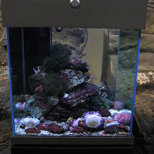 anemone tank at Auckland Museum