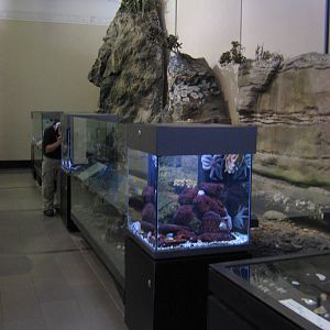 rockpool tanks at Auckland Museum