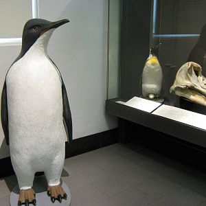 extinct giant penguin at Auckland Museum