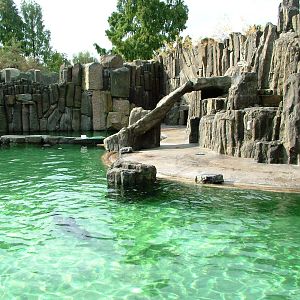 Fur Seal Pool at Prague, 25/08/12