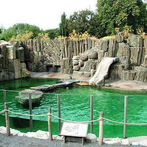 Fur Seal Pool at Prague, 25/08/12