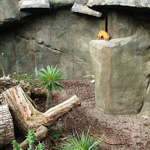 Slender Mongoose Exhibit at Prague, 25/08/12