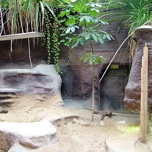 Komodo Dragon Exhibit at Prague, 25/08/12