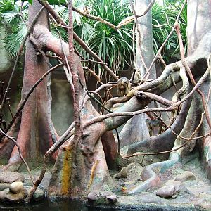 Macaque Exhibit at Prague, 25/08/12