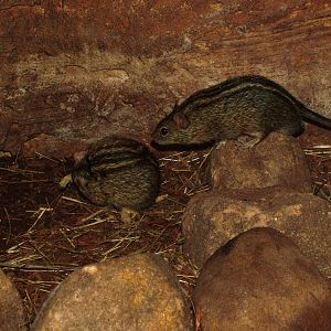 Mesic Four-striped Grass Mouse at Prague, 25/08/12