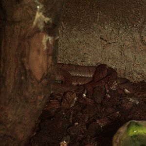 East African Egg-eating Snake at Prague, 25/08/12