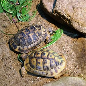 Tunisian Spur-thighed Tortoises at Prague, 25/08/12