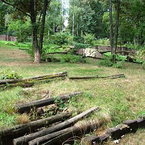 Maned Wolf Exhibit at Prague, 25/08/12