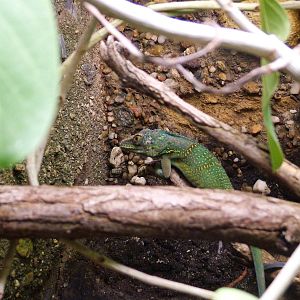 Baracoa Anole at Prague, 25/08/12