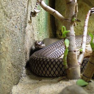 Rufous Beaked Snake at Prague, 25/08/12