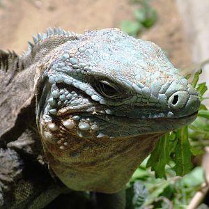 Cayman Blue Iguana at Prague, 25/08/12