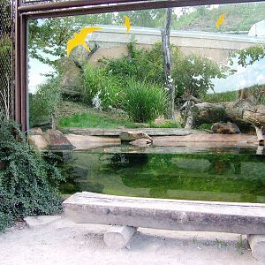 Fishing Cat Exhibit at Prague, 25/08/12