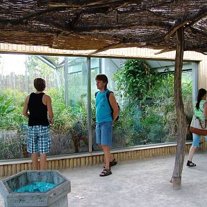 Shoebill Exhibit at Prague, 25/08/12